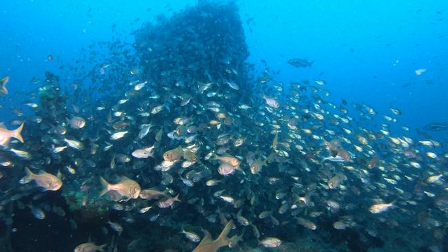 The engine of the SS Tasman, which sank in 1883 and which lies in 70m of water off Fortescue Bay on the Tasman Peninsula.