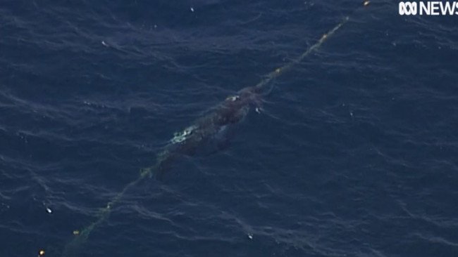 Whale stuck in shark nets off Burleigh Beach. Photo: ABC Gold Coast