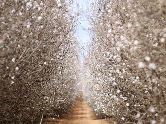 Almond pollination at Boundary Bend. Picture: Dale Webster