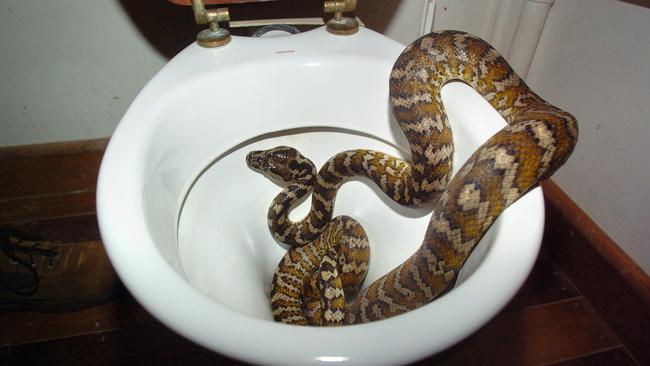 Watch: Reptile wrangler removes snake from toilet at Australian