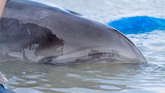 DPIPWE scientists said the bottlenose dolphin was a “robust” male, with no signs of injury.