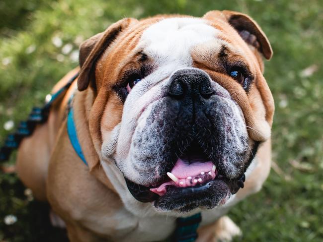 English bulldog sitting on the grass and watching Picture: iStock