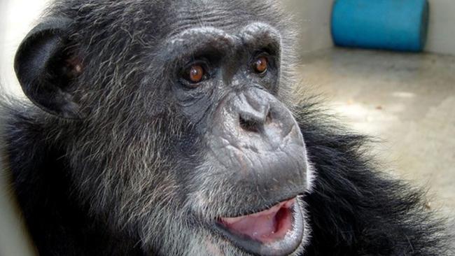 Cheetah, the chimpanzee said to have performed in the Tarzan films of the 1930s, died aged 80 in Florida in 2011. Picture: AFP