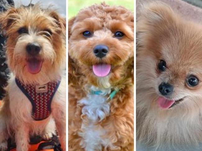 Lismore's cutest dogs competition 2024: Cast your vote