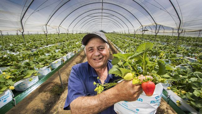 John Boronio, who runs one of Queensland’s largest strawberry farms at Applethorpe. Picture: Nigel Hallett