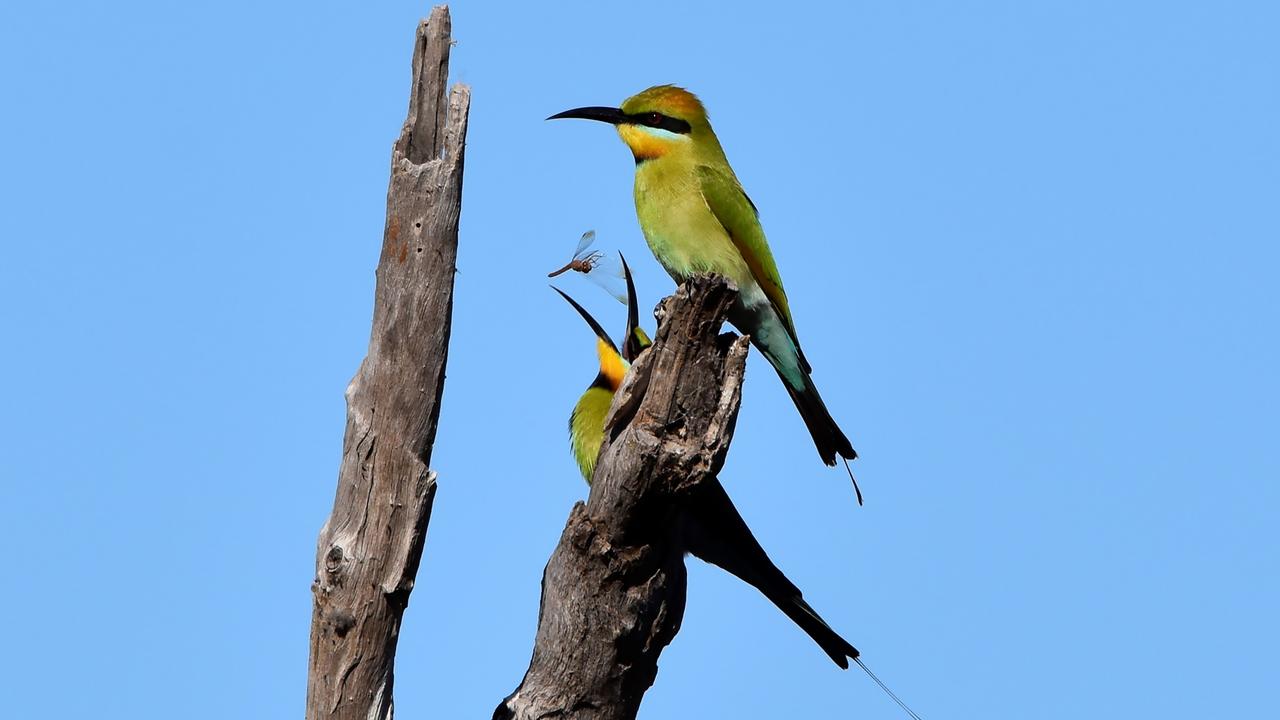 Outback in Focus photography competition finalist. Rainbow bee-eaters at Doomadgee, on the Gulf of Carpentaria, photographed by Roslyn Tolcher.