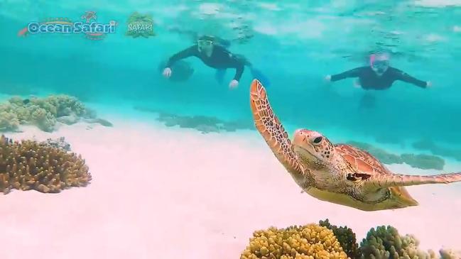 Ocean Safari offers tours of the Great Barrier Reef