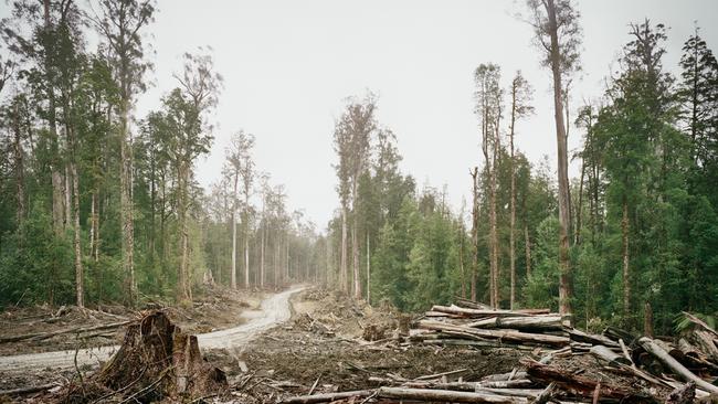 Deforestation in old growth forest in Upper Florentine, 70km from Hobart in Tasmania. Picture: Michael Hall