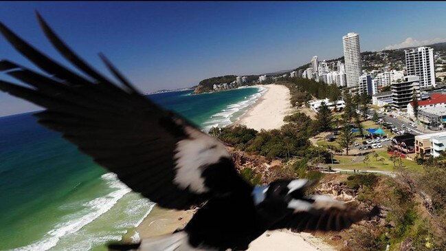 Swooping season has started again in Gladstone. ​