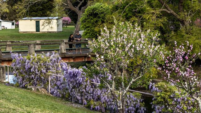 The purple blooms run riot in September. Picture: Monique Harmer