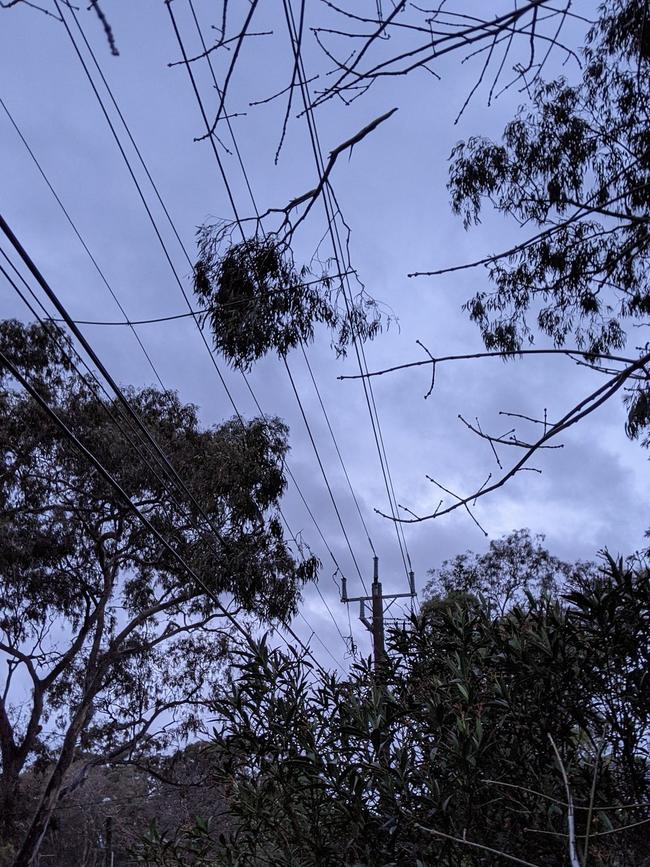 Trees threaten powerlines in Montmorency.