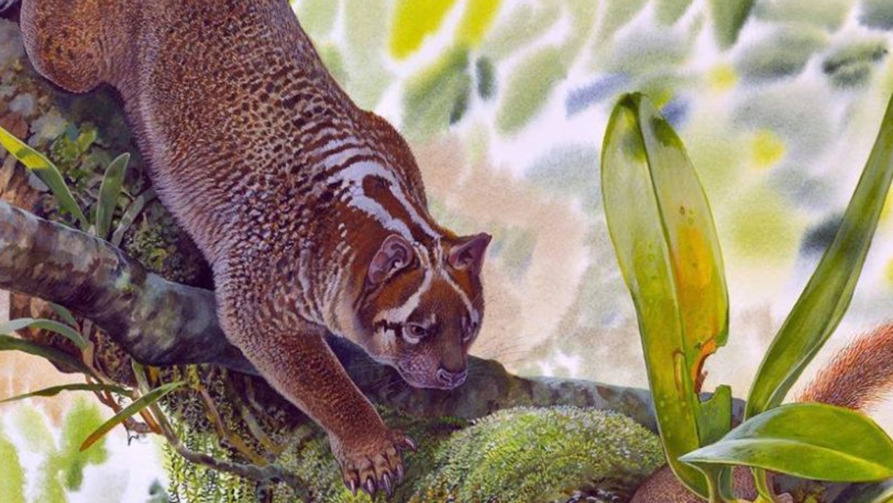 An artist impression of marsupial lion now known as Lekaneleo roskellya. Picture: Peter Schouten