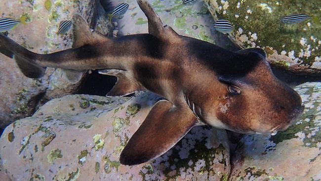 A shark at Manly's Cabbage Tree Bay. Picture: Ian Donato