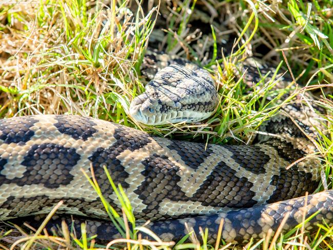 Generic photograph of snake catcher Glenn 'Ozzie' Lawrence from OzCapture Snake Relocation with python in Berrinba industrial area, Thursday, July 11, 2019 (AAP Image/Richard Walker)