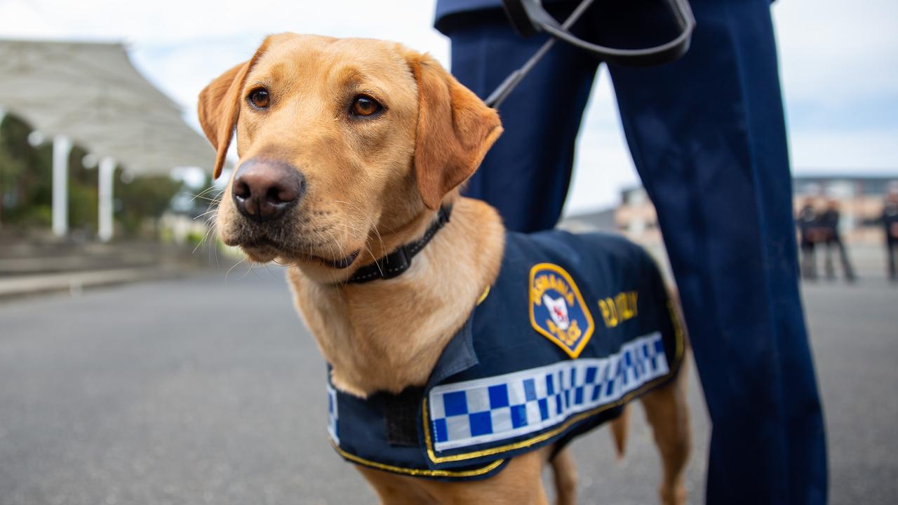 Changing of the guard for Tasmania’s police dogs