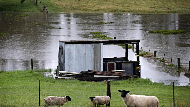 Livestock watch the Hawkesbury river water rise on Winnifred Rd Pitt Town on the 21st of March after Sydney was lashed with huge rain fall above 100mm yesterday. Picture: Adam Yip