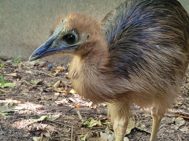 Orphaned cassowary chick, Bunji, who was found by the side of the Bruce Highway between Tully and Cardwell.