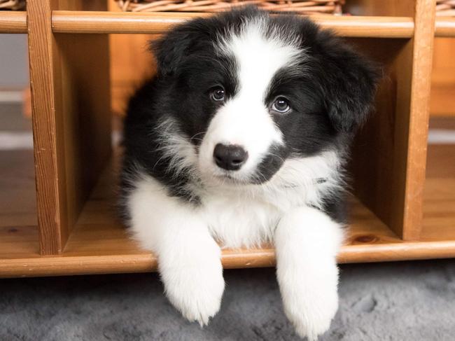 Millie, a border collie pup, sent in by Rachel Watts, Greenwith.