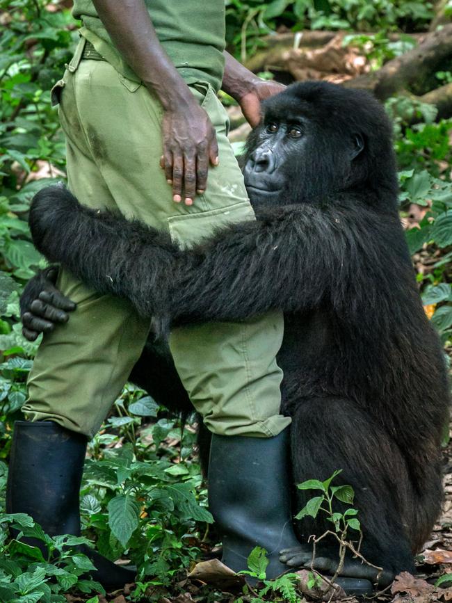 In addition to forming attachment relationships with others of their species, animals have been shown to develop similar strong connections with humans, and even animals of other species. . Picture: Nelis Wolmarans / CATERS NEWS