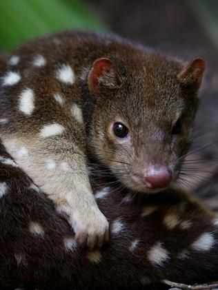 Earth Day: Queensland hotspots that need your help | The Courier Mail