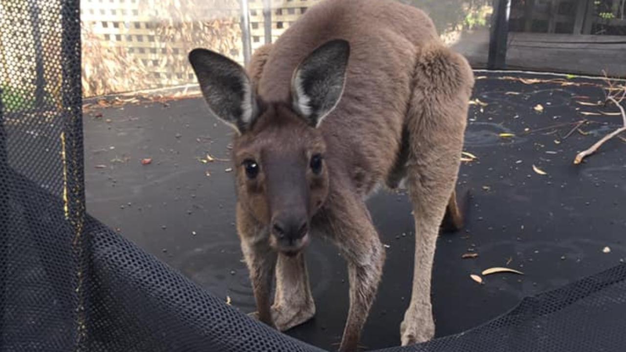 Kangaroo filmed on trampoline at Happy Valley | news.com.au — Australia ...