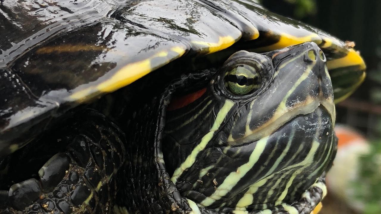 Milperra: Alligator snapping turtles seized by DPI | Daily Telegraph