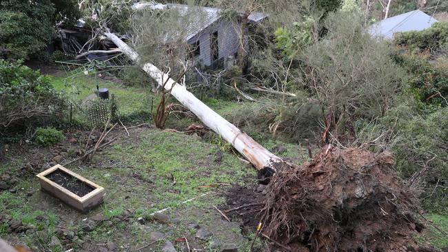 One of the many trees that came down in Kaola St, Belgrave. Picture: David Crosling
