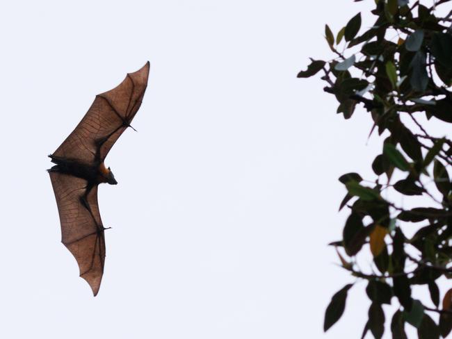 WEEKEND TELEGRAPHS. CHECK WITH JEFF DARMANIN BEFORE USE. SydneyÃs bat colony. A flying fox feeds on figs at Moore Park. 23/12/2023. Picture by Max Mason-Hubers