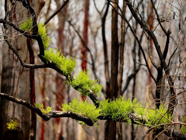 Bushfire Aftermath Rappville. New growth appears on the bushfire ravaged trees near Rappville in the NSW north.   .  Nathan Edwards