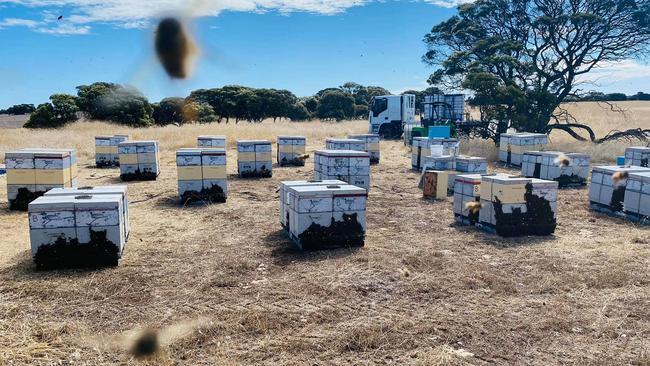 Social media photo of Jake Farquhar’s successful bee box business.