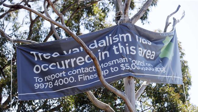 A tree with a sign from Mosman Council pictured after it was poisoned. Picture: Sam Ruttyn