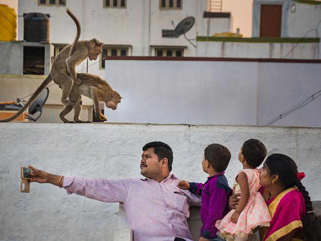 A candid shot captures two monkeys engaged in an intimate moment while a family attempts to take a selfie in Mysore, India. Picture: Sheli Mallick