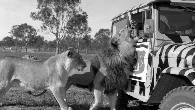 Two lions being fed before guests arrive at the African Lion Safari Park in Queensland. Picture: News Corp Australia 