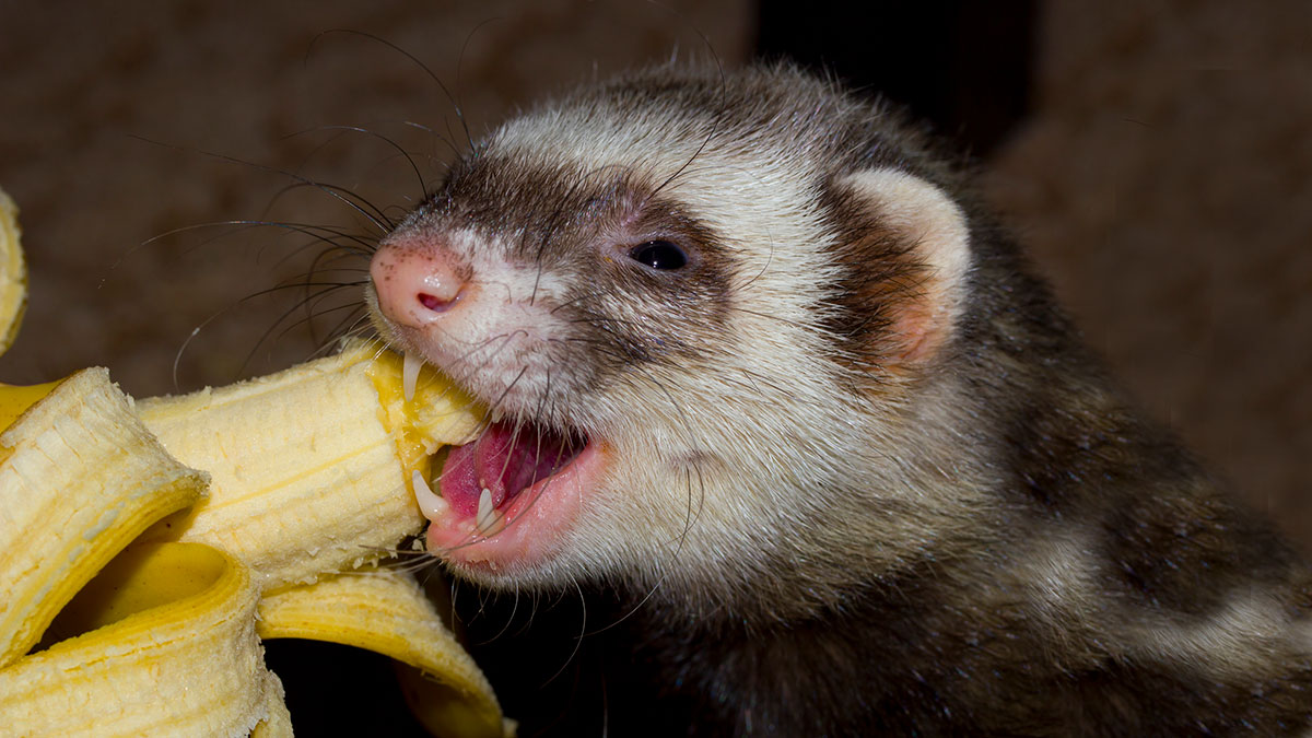 Freddy the Ferret says 'Om nom nom' to a banana... because he can, that's why. Pic via Getty Images.