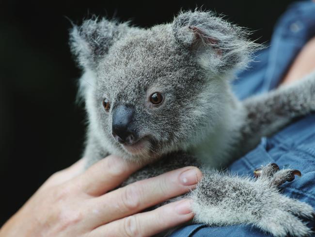 EXCLUSIVE NEWS360 PREMIUM LOCKED CONTENTNO NEWS.COM, NO SKY, NO WEST AUSTRALIAN, NO AUS A Koala rescued by Koala Rescue Queensland who have worked tirelessly during the recent bushfires and storms to rescue and rehabilitate scores of injured koalas across the state. Photo Lachie Millard