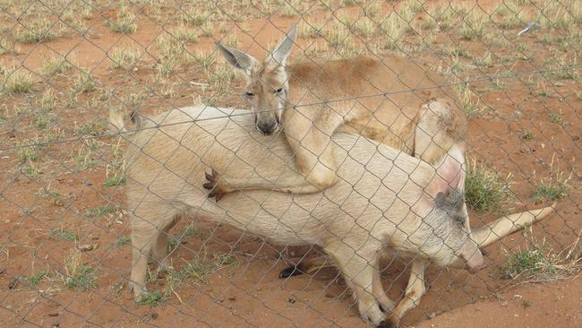 A large male kangaroo called “F**K It” and a pig named Apples enjoy a cuddle. PICTURE: Ryan Frazer
