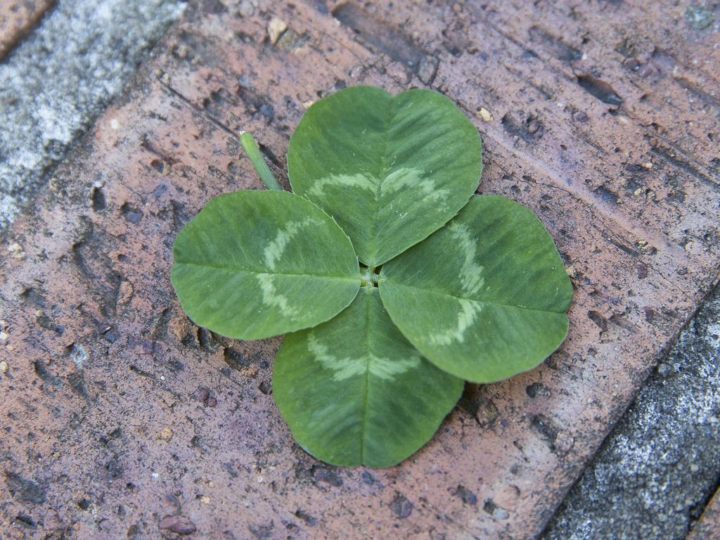 A four-leaf clover, that many people consider to be lucky. Picture: File