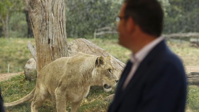 During his press conference, Andrews made an annoucement on a major updgrade to Werribee Open Range Zoo. NCA NewsWire / Daniel Pockett