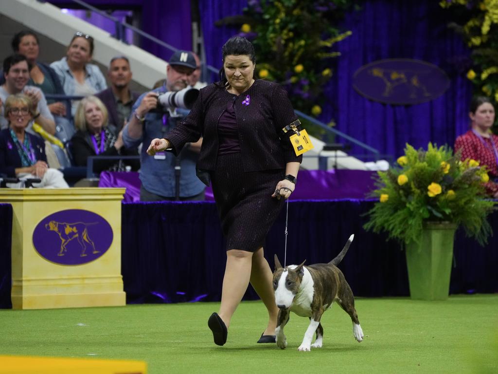 Frankie the coloured bull terrier, winner of the Terrier Group, also made the final. Picture: Mike Stobe/Getty Images for Westminster Kennel Club