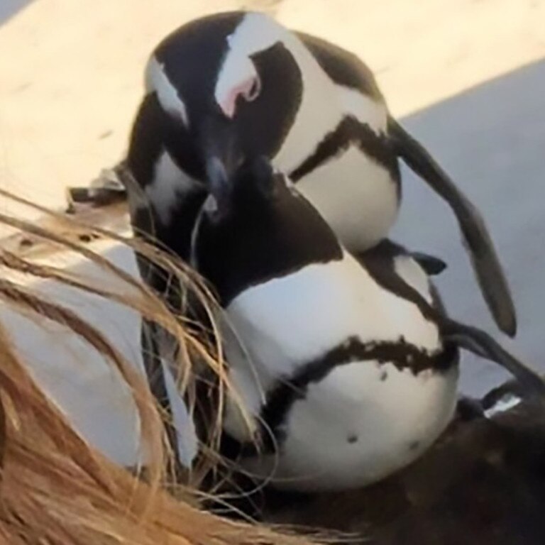 The randy pair are clearly nonplussed by the camera.