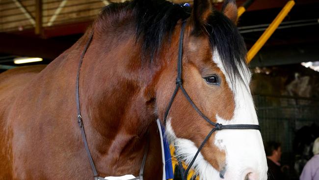 ‘Incredibly traumatic’: Ekka horse unexpectedly dies