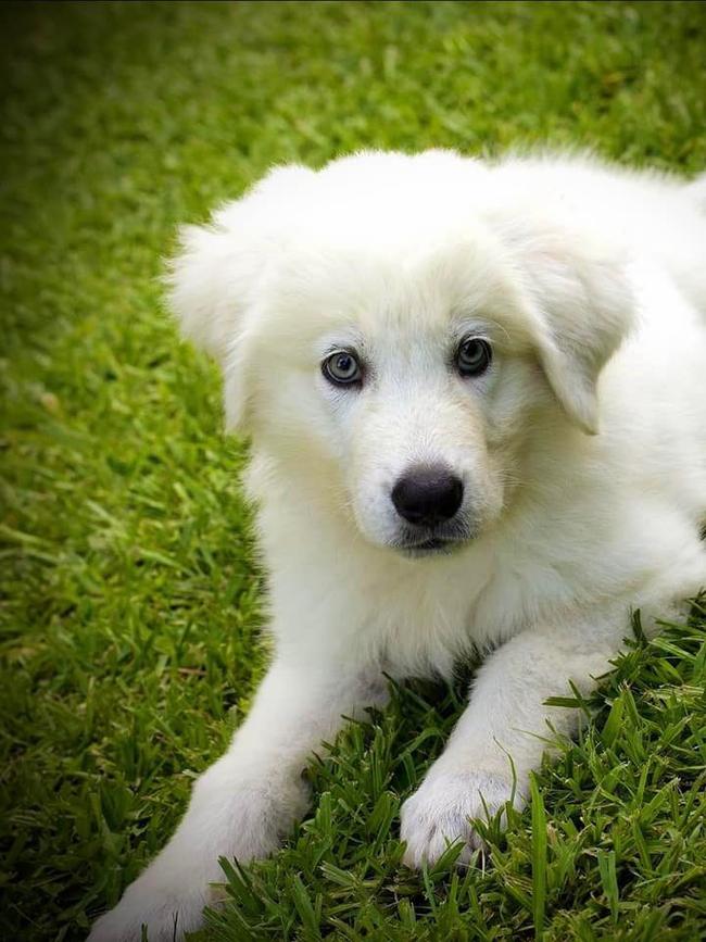 This is Aldo the Maremma Sheepdog From Nerang. He is the most loveable galoot around and has to meet everyone who crosses his path, especially kids and little dogs. He will not budge until he gets his pats and shows off his toys and or sticks. Everyone is a bit taken aback by his size now, which makes him sad as he is still the same loveable goof, just a bigger version