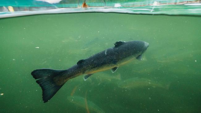 Not all types of salmon are sustainable. File image: Ben Moon