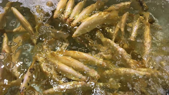 James Cook University and Mainstream Aquaculture are selectively breeding golden barramundi to provide a new fish product for consumers. Picture: Mainstream Aquaculture