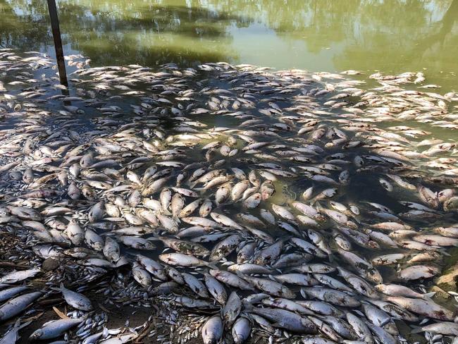 There are concerns more fish will die with hundreds of thousands already killed off in far western NSW as the drought continues to grip the state. The ongoing dry conditions and a recent big drop in temperature could be the cause of the mass death of fish in the Menindee region with investigations underway by the NSW Department of Primary Industries and WaterNSW.Picture: Facebook https://www.facebook.com/groups/1560535094179073/photos/