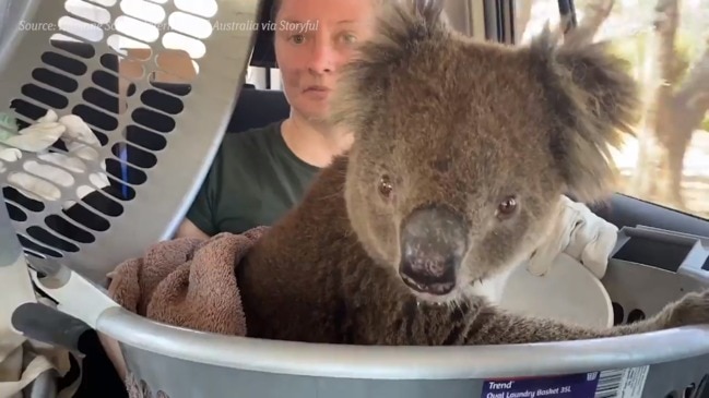 SA Bushfires: Burnt animals rescued from fire-ravaged Kangaroo Island