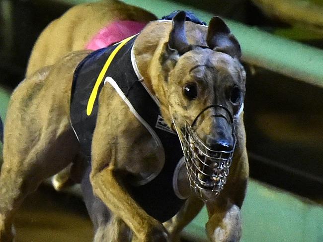 Feral Franky bolts to the finish line. For greyhound wrap, running in H/Sun on November 8.