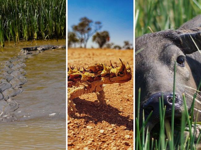 Vote now in the NT News' best wildlife photography poll.