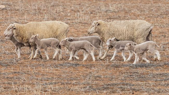 Lamb prices have reached record levels in South Australia. Picture: Simon Cross