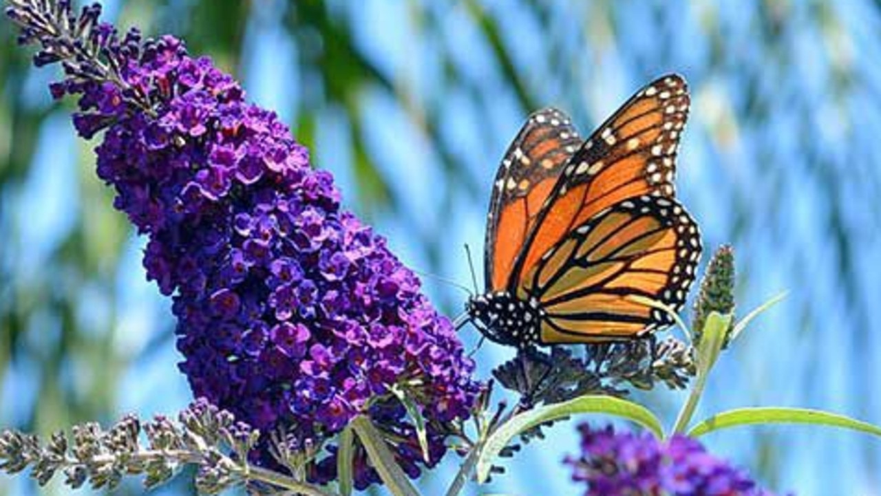 14 Butterfly Bush How to Plant, Grow, and Care Buddleia 2022 